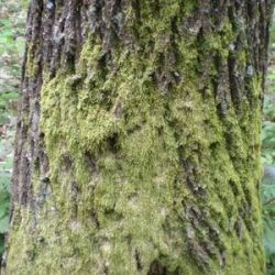 RTEmagicC_P5020239_02.jpg RTEmagicC_P5020239_02.jpg